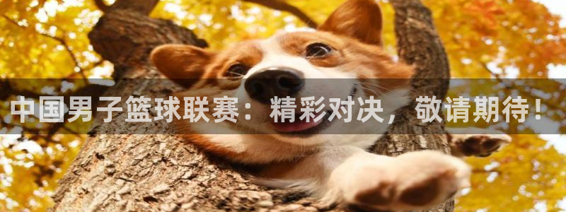 中国男子篮球联赛：精彩对决，敬请期待！